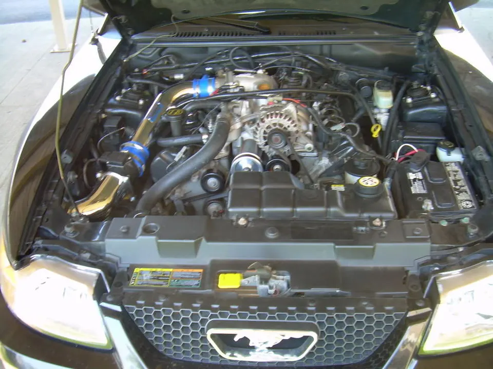 mustang4.webp