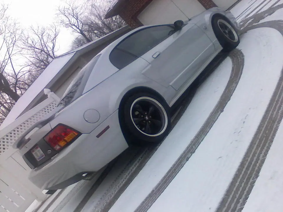 mustang4.webp