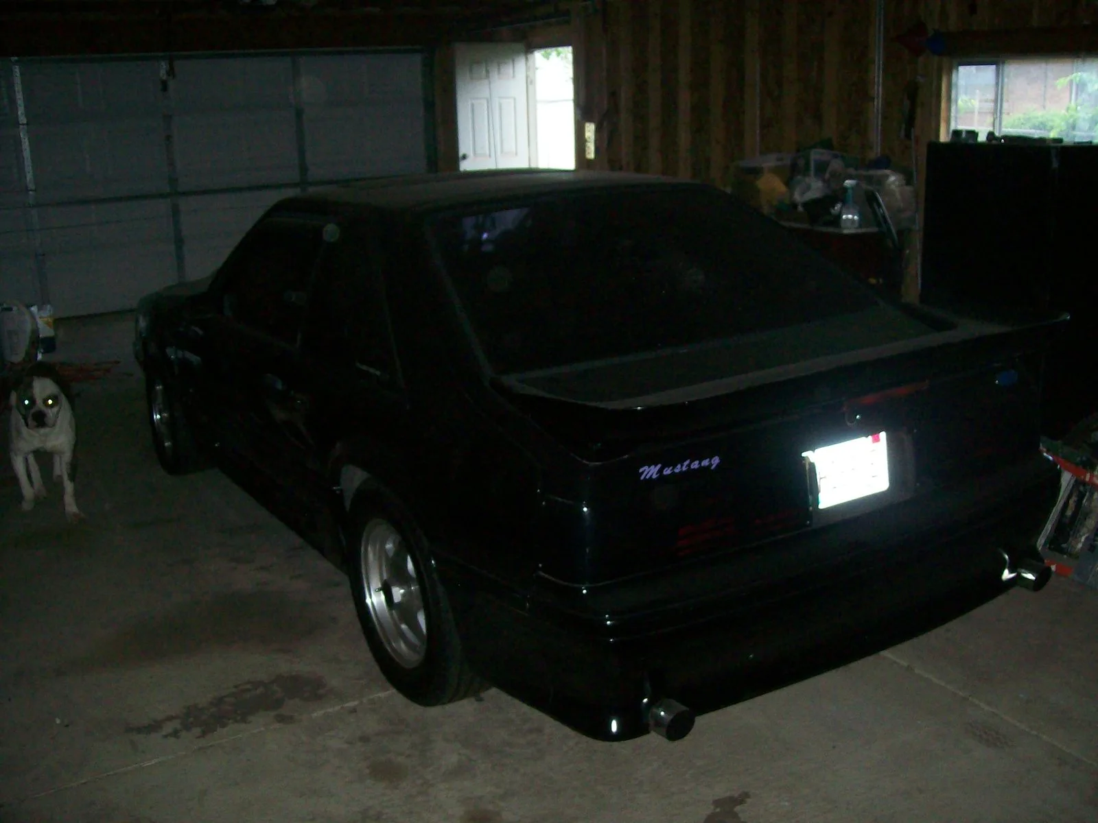 mustang5.0 004.webp