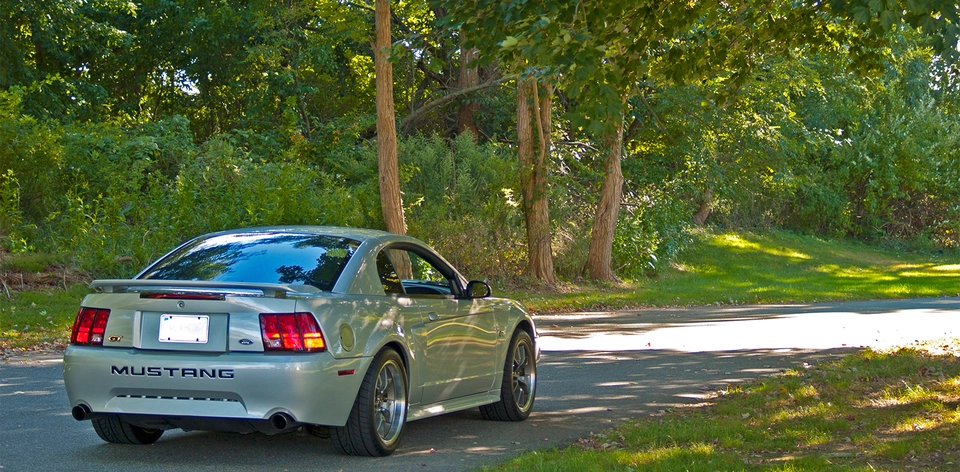 mustang5.webp