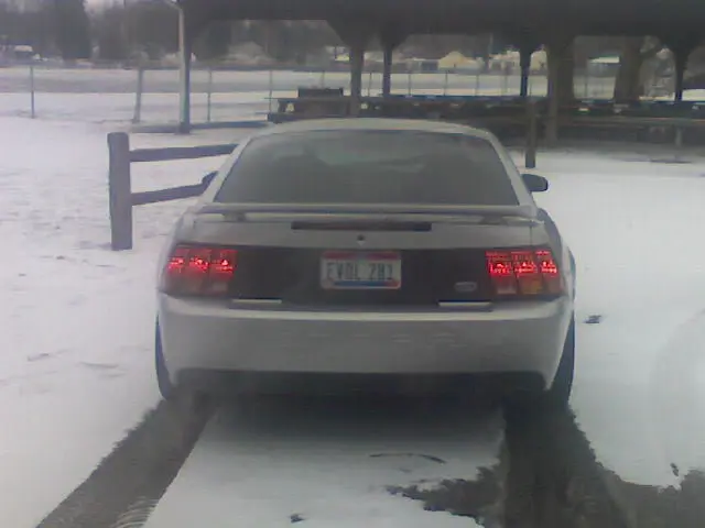 mustang5.webp