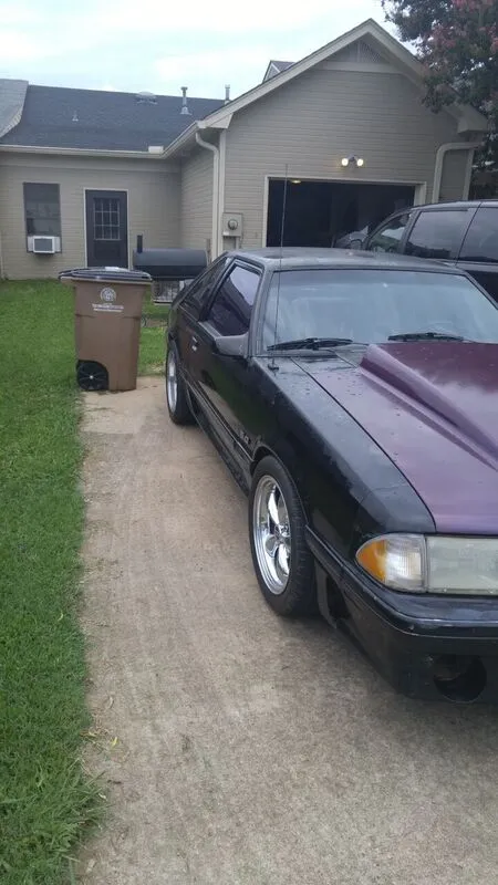 mustang5.webp