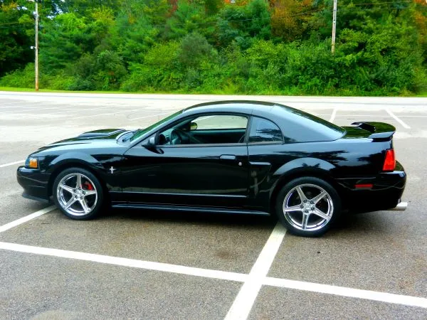MUSTANG_1.webp