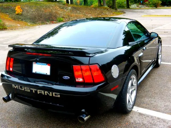 Mustang_3.webp