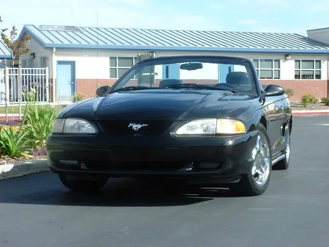 mustang_4.webp