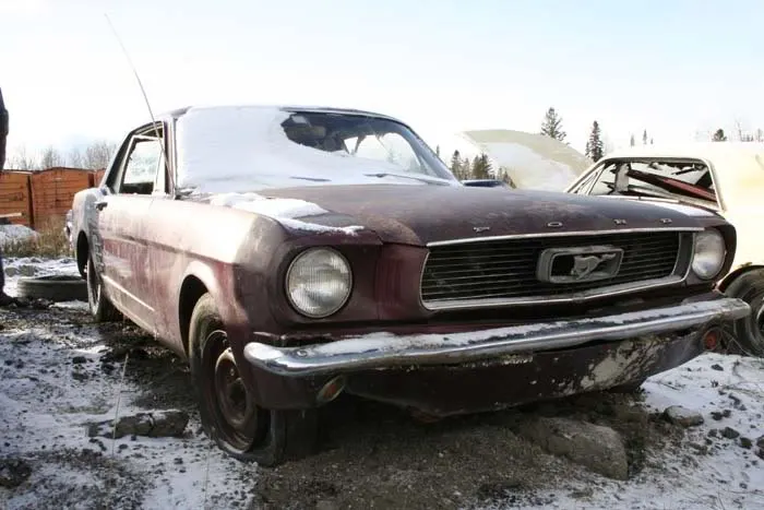 mustang_front.webp