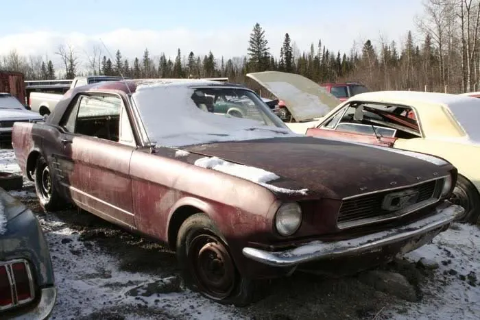 mustang_side.webp