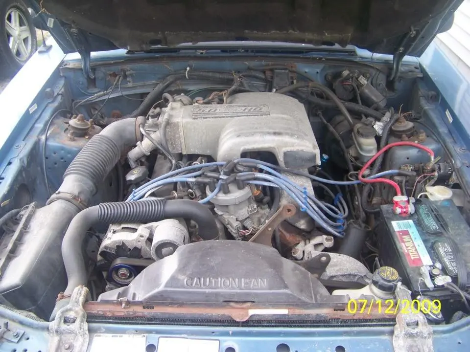 mustangdonor2.webp