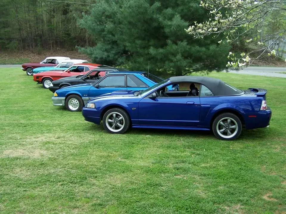 mustangs.webp