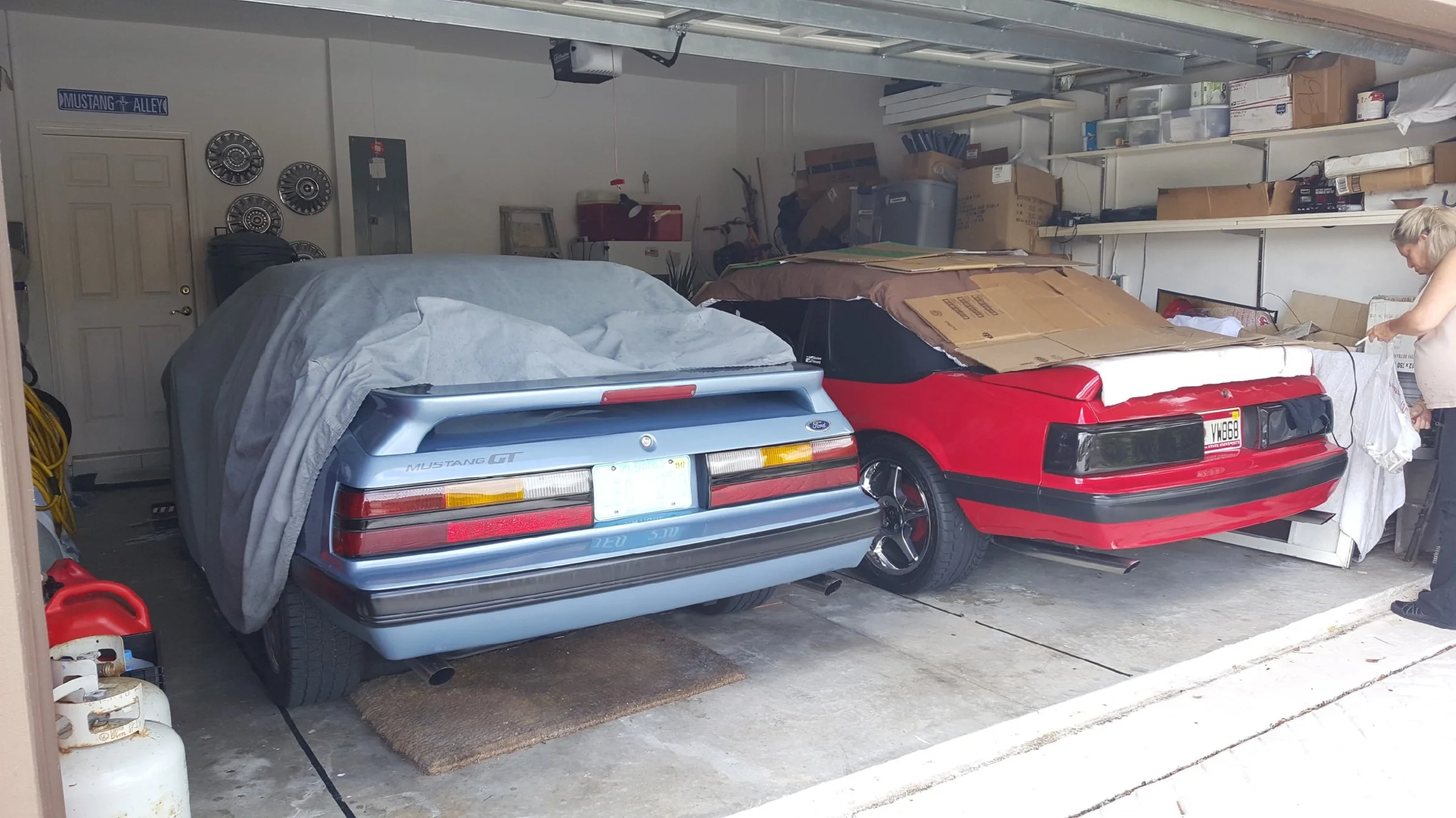mustangs.webp