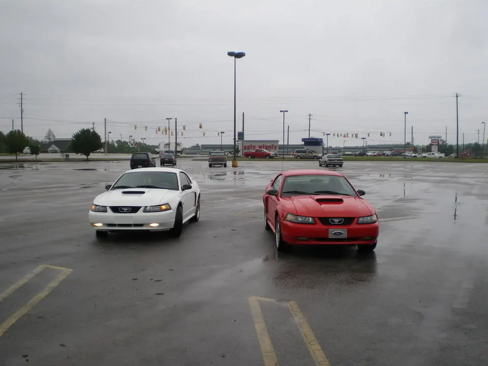 mustangs001.webp