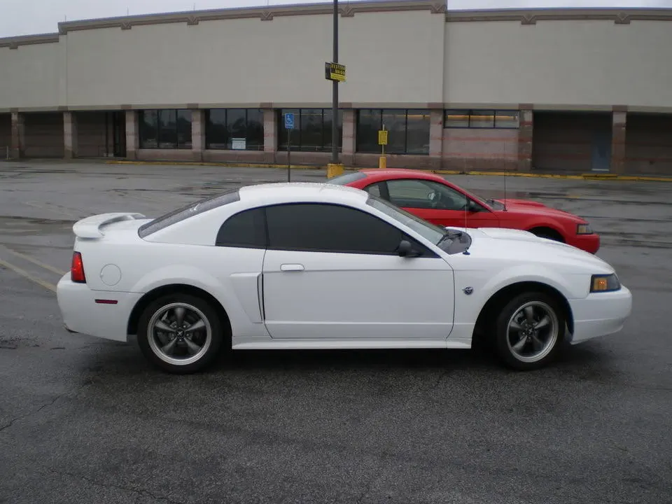 mustangs004.webp