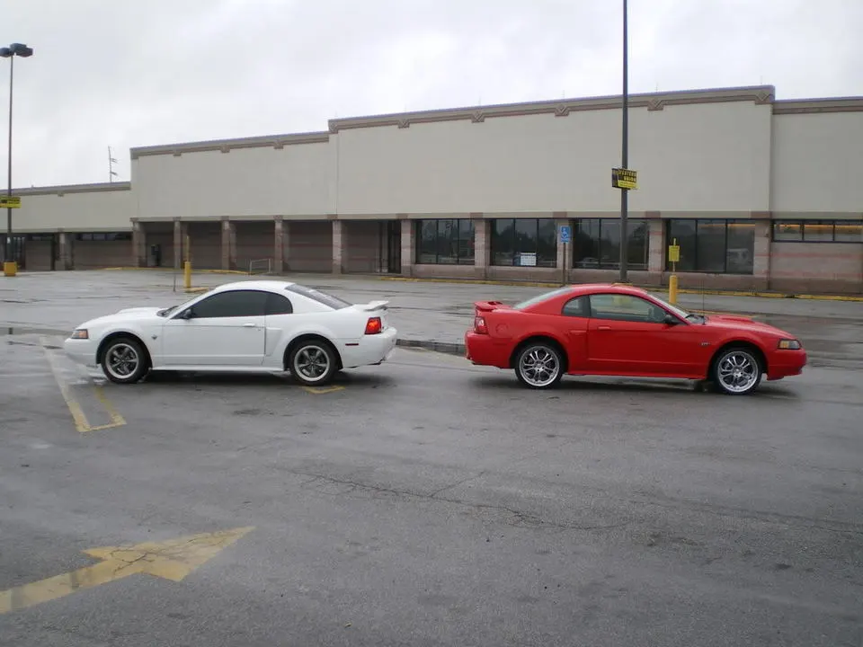 mustangs005.webp