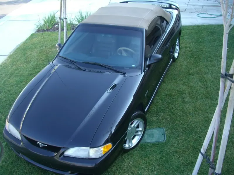 Mustangs010.webp