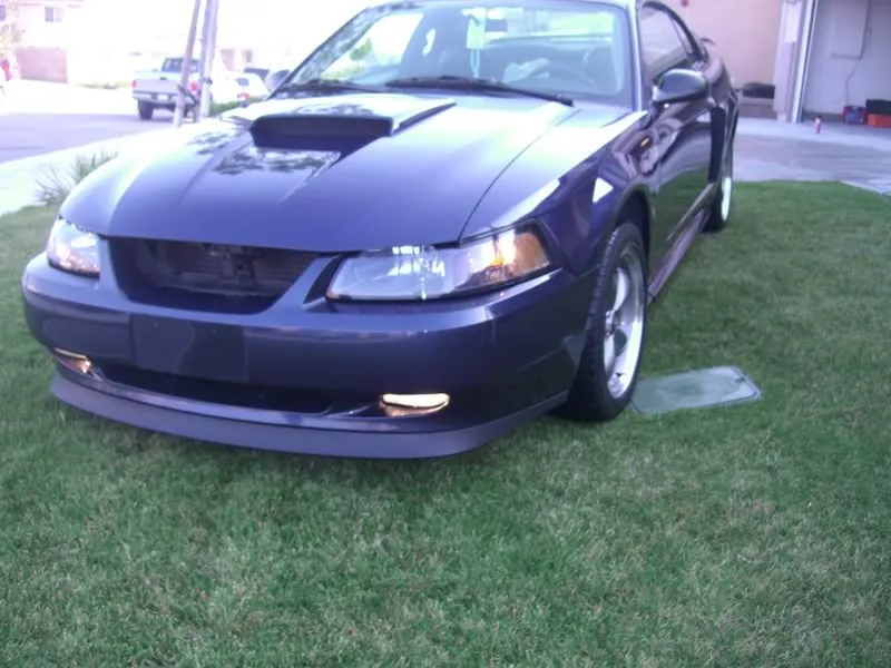 Mustangs037.webp