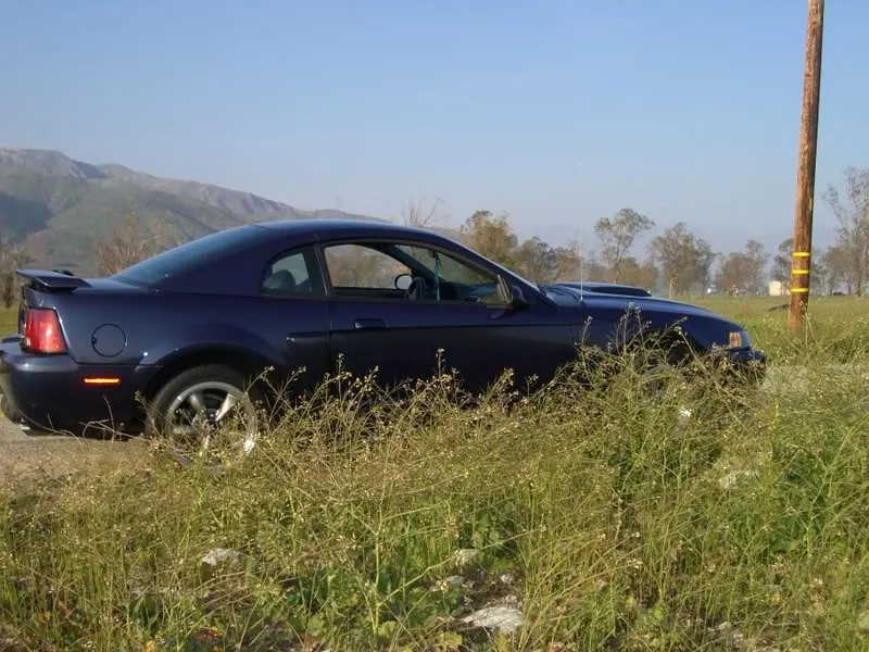 Mustangs047.webp
