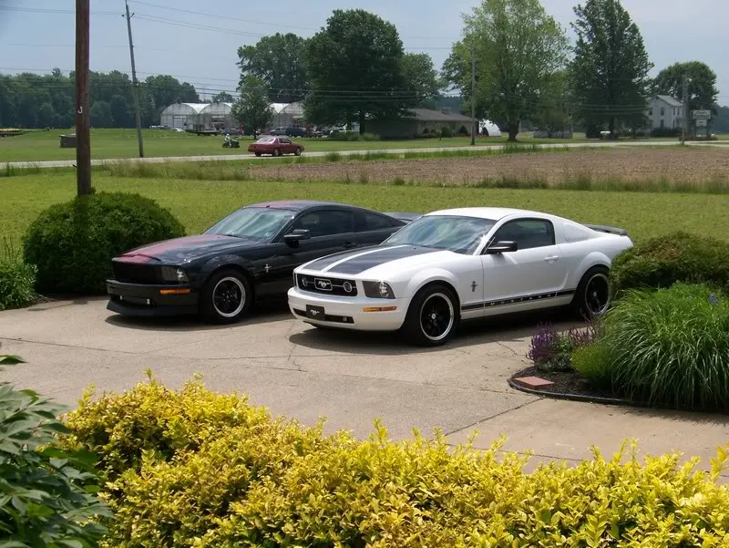 mustangswithtodd029.webp