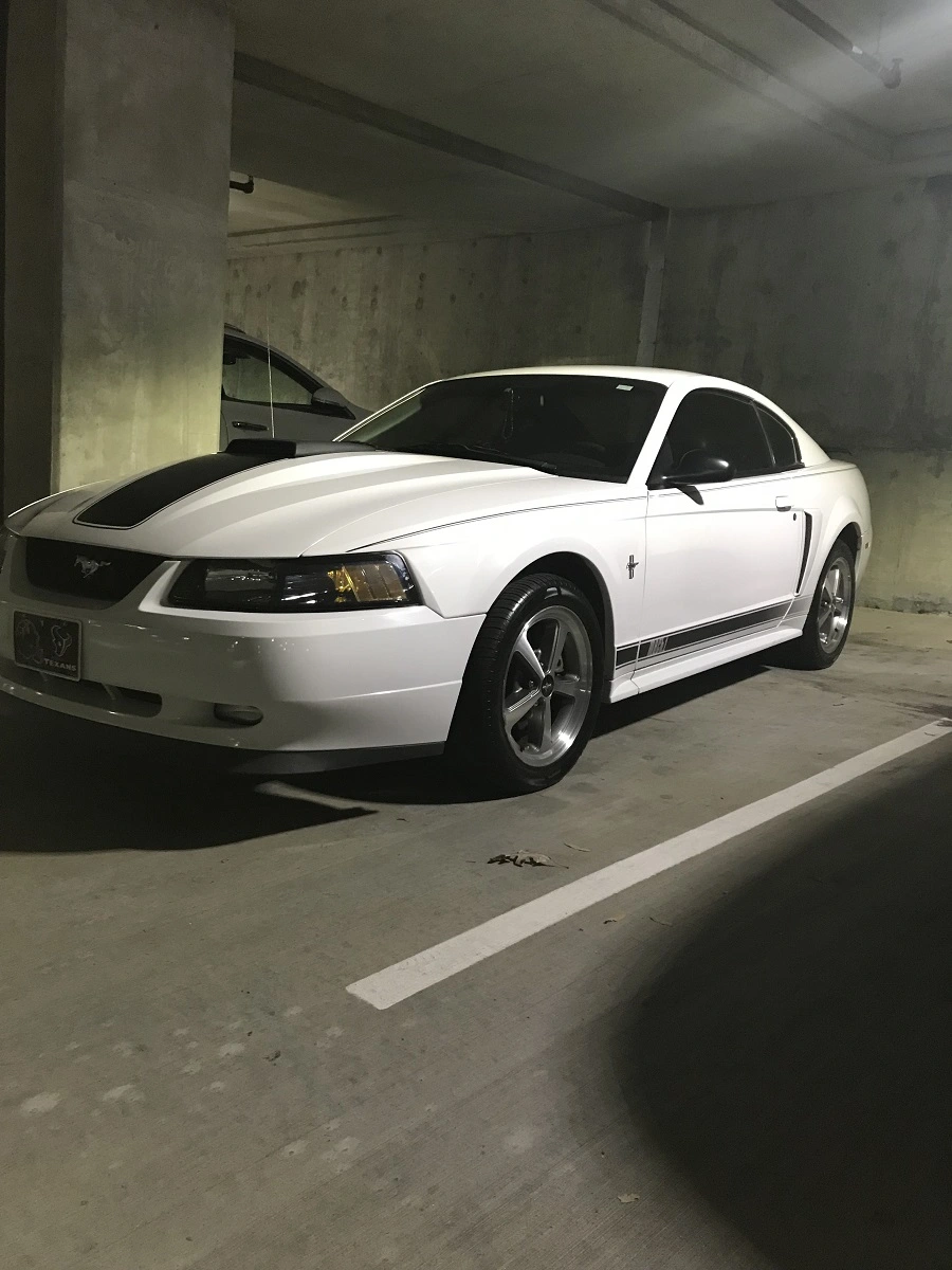 My Stang.webp