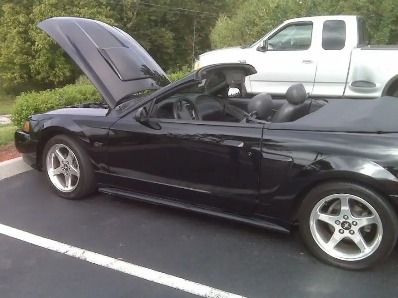 mystang.webp
