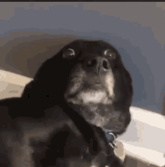 nervous dog.gif