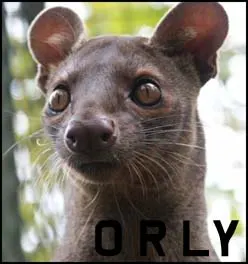 ORLY.webp