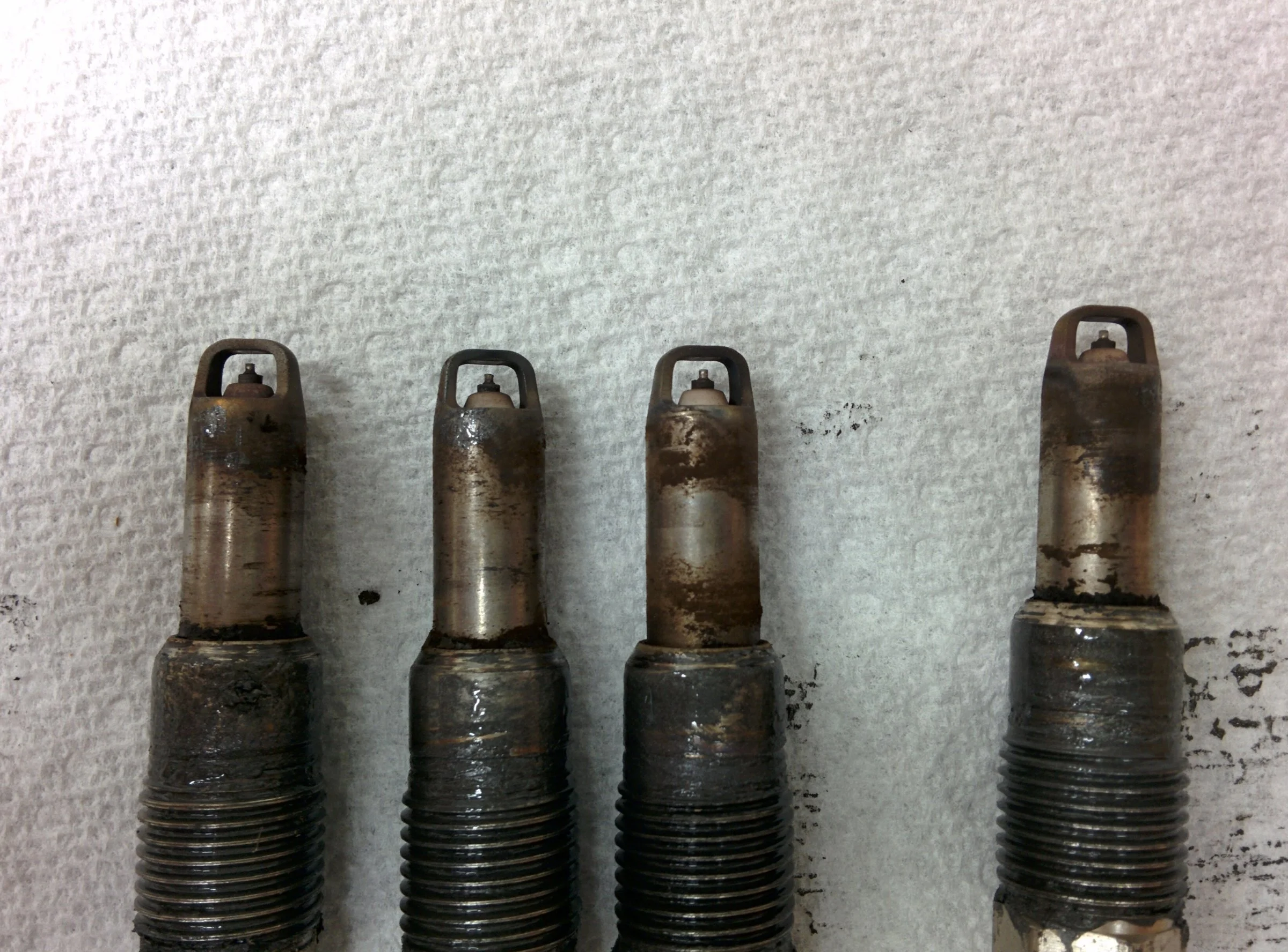 pax plugs.webp