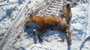 pe-dead-fox.webp