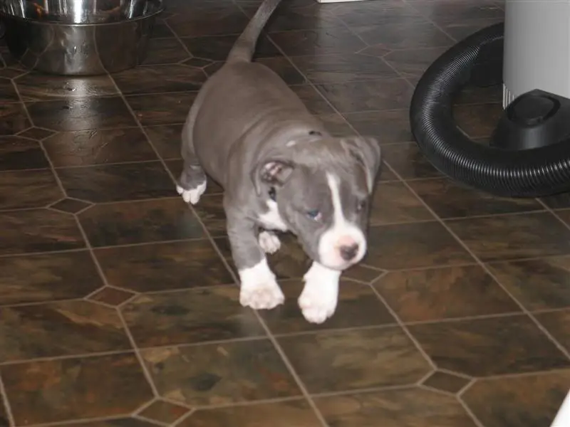 PittPup002Medium.webp