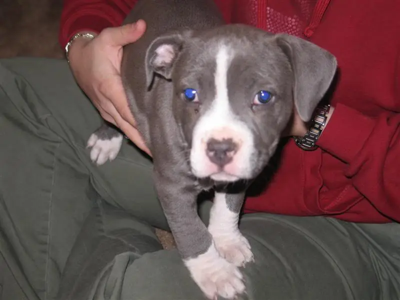 PittPup005Medium.webp