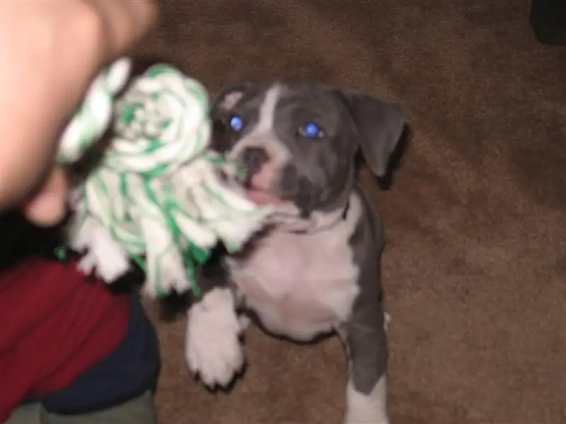 PittPup007Medium.webp
