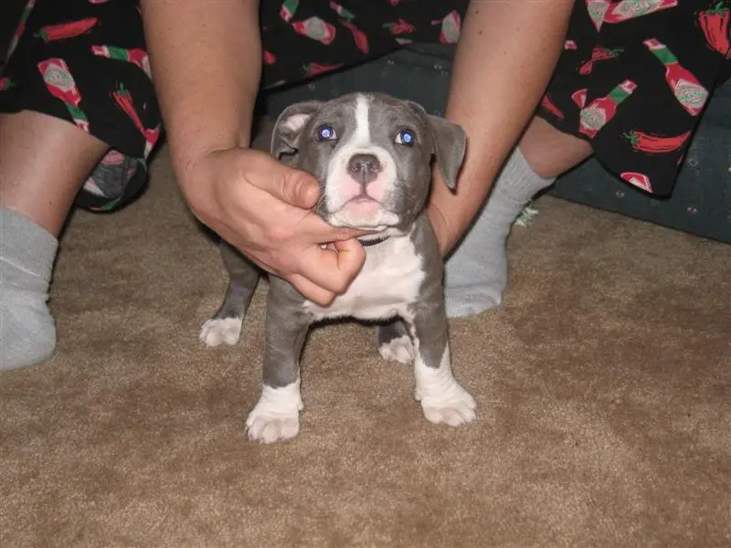 PittPup009Medium.webp