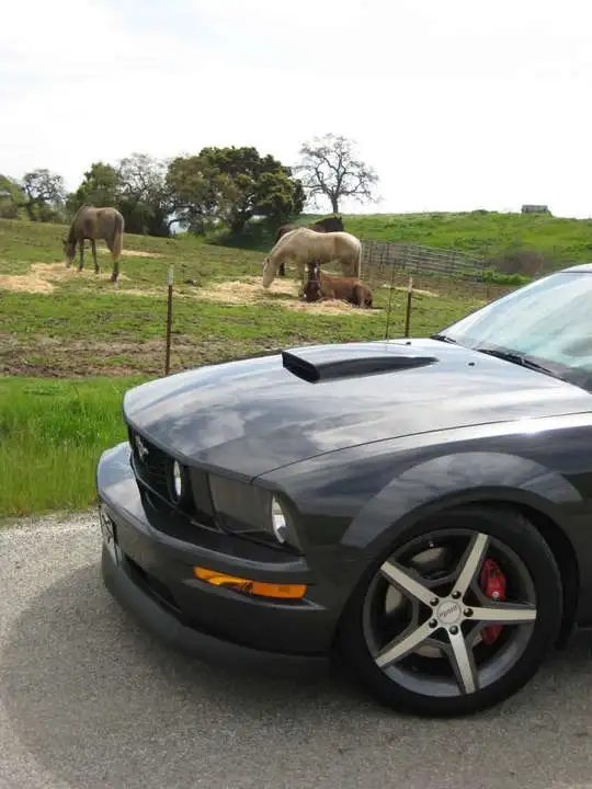 Poniesfront.webp