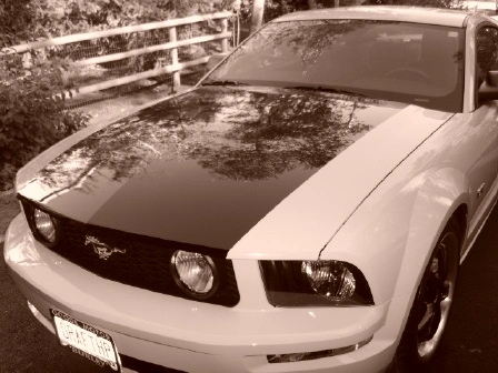 pony7.webp