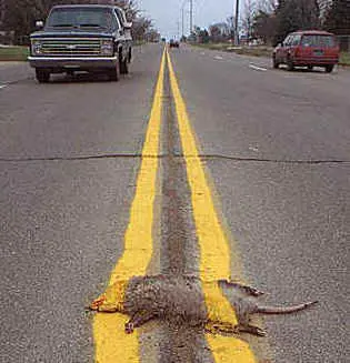 possum.webp
