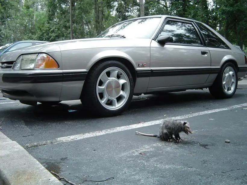 possummustang.webp
