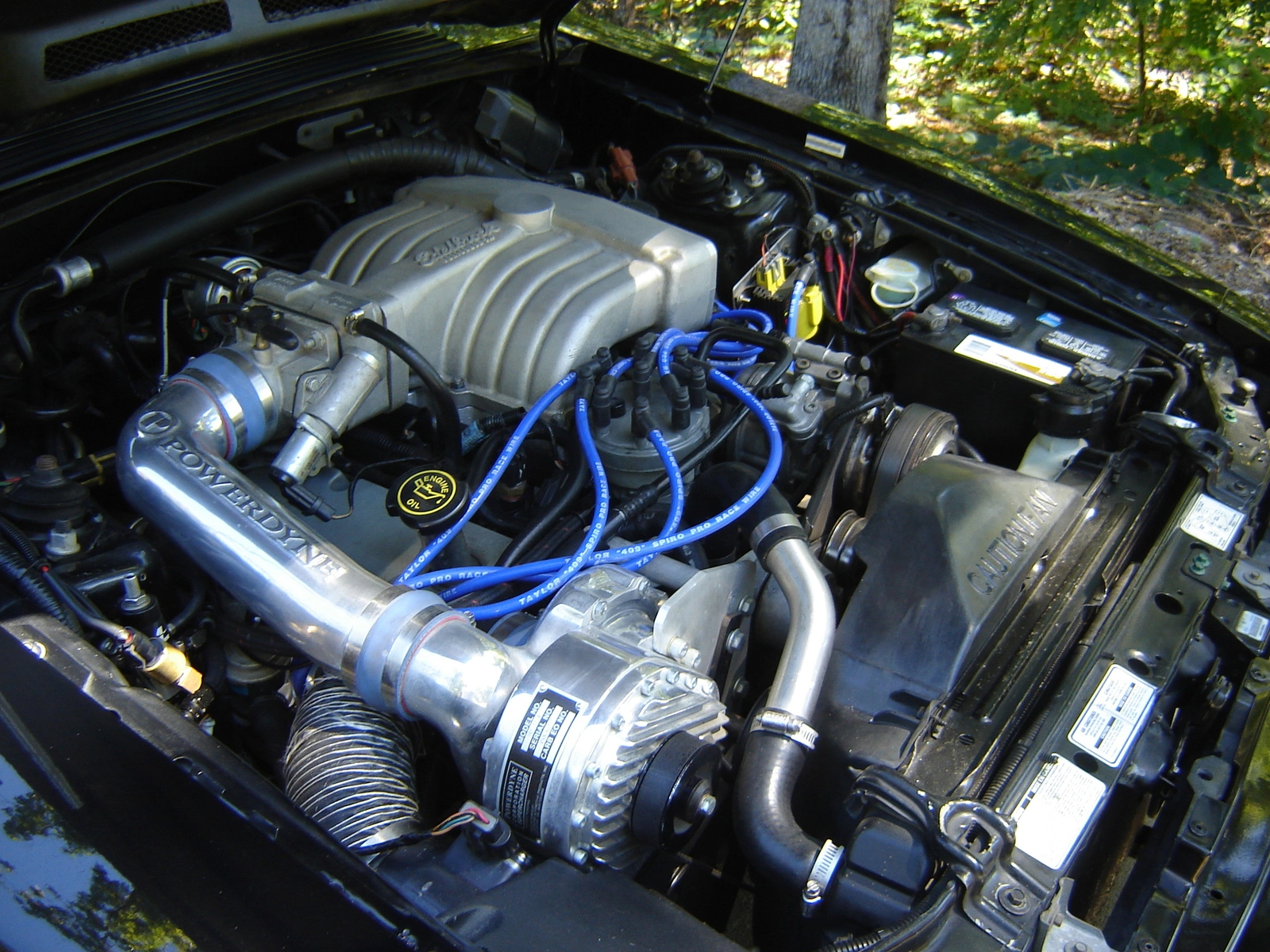 Py photos 93 stang gt 007.webp