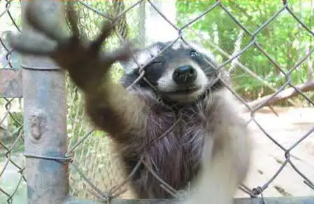 raccoon-fence2.webp