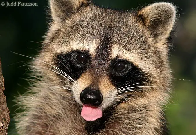 raccoon_5916.webp