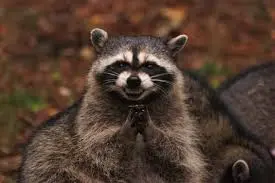 Racoon.webp