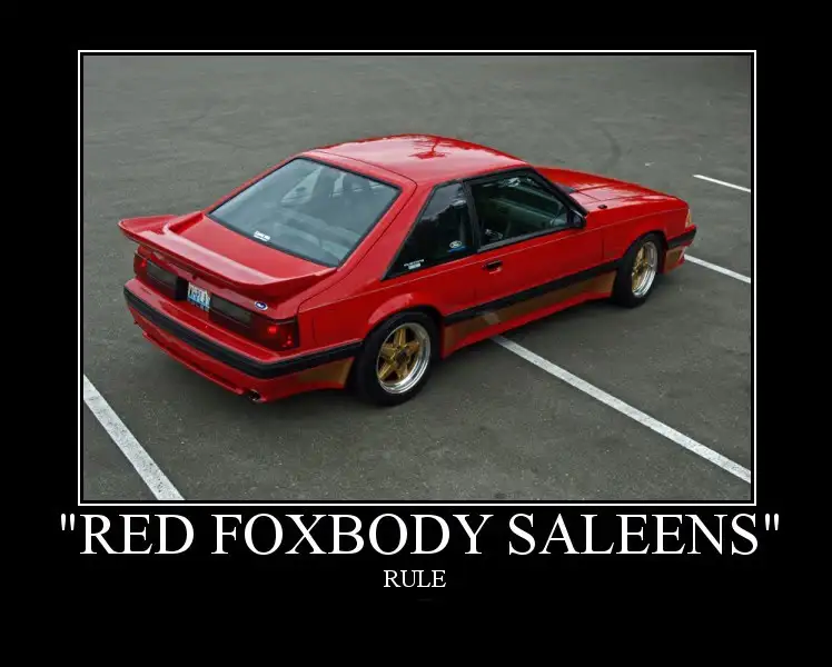 RedFoxbodySaleen3-1.webp