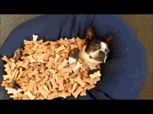 reward.gif