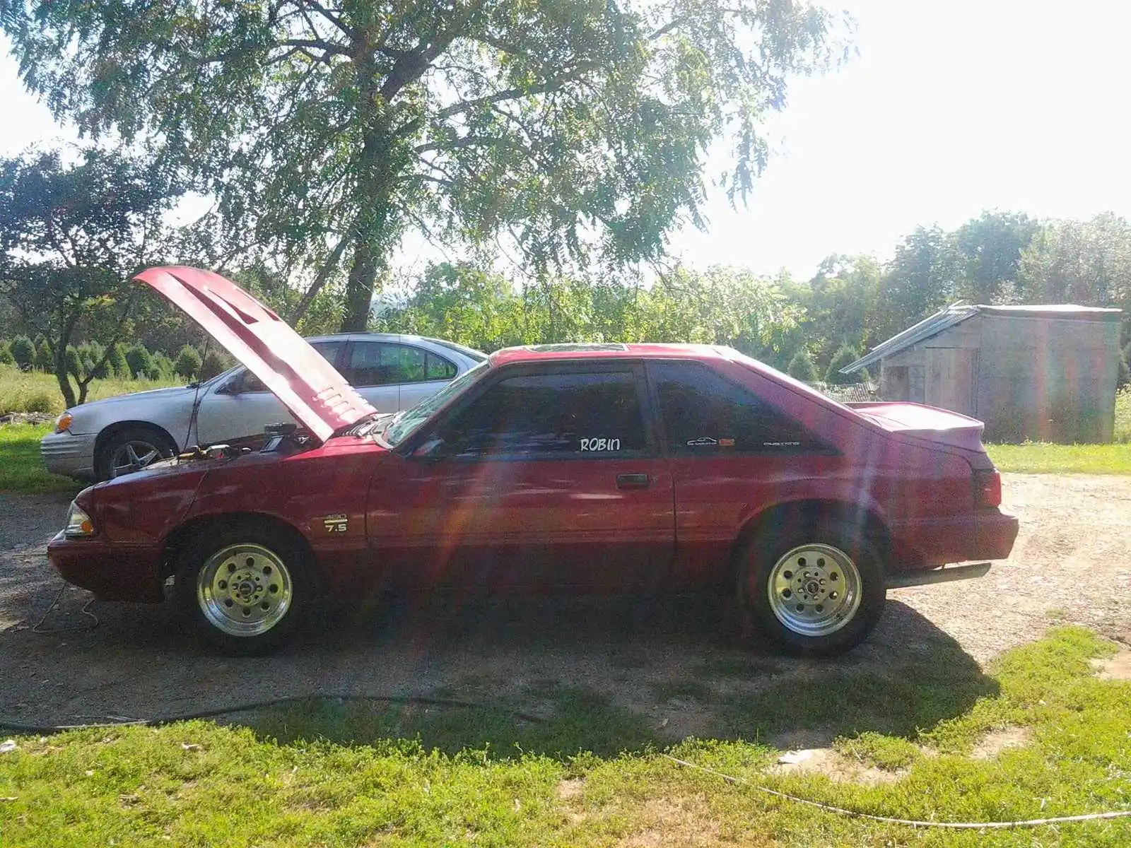 robins stang 1.webp