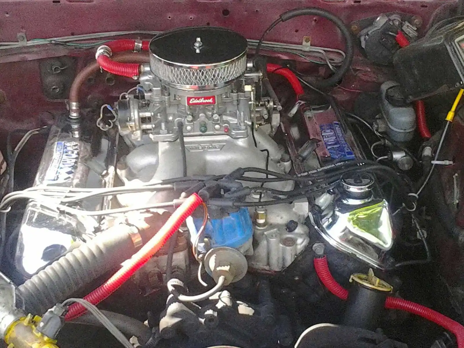robins stang.webp