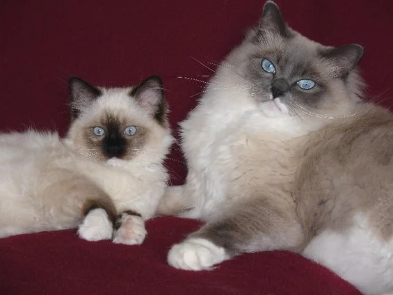 rupert-and-milo---small.webp