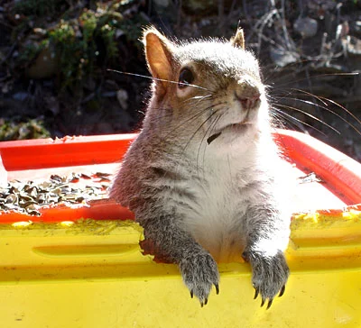 sad+squirrel-3181.webp