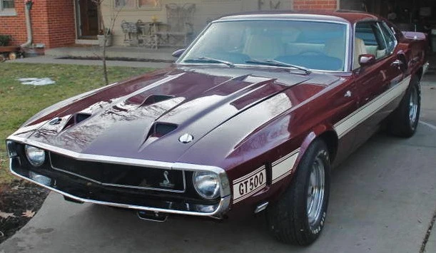 SHELBY 1.webp