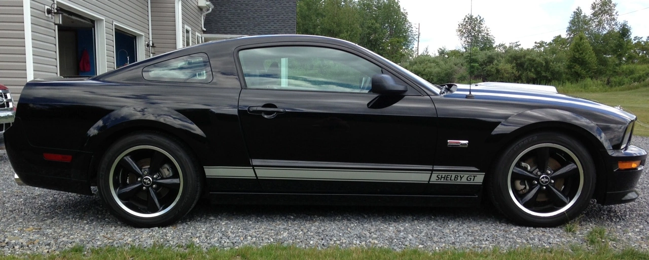 Shelby#3.webp