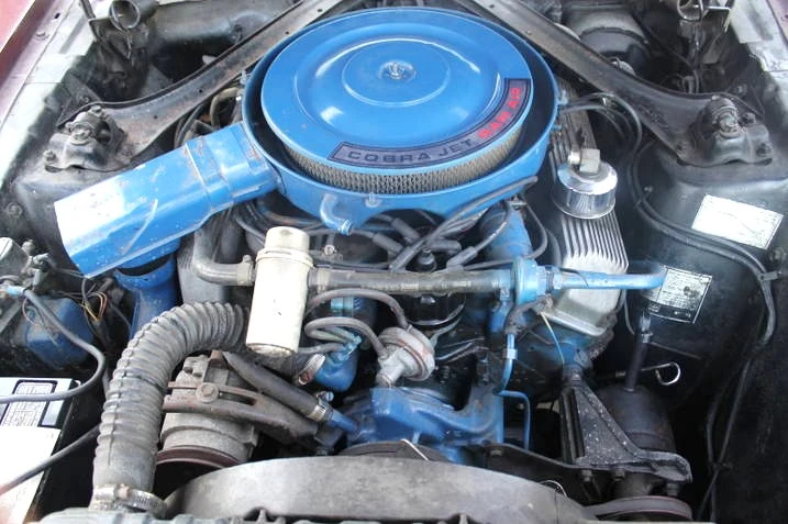 SHELBY 5.webp