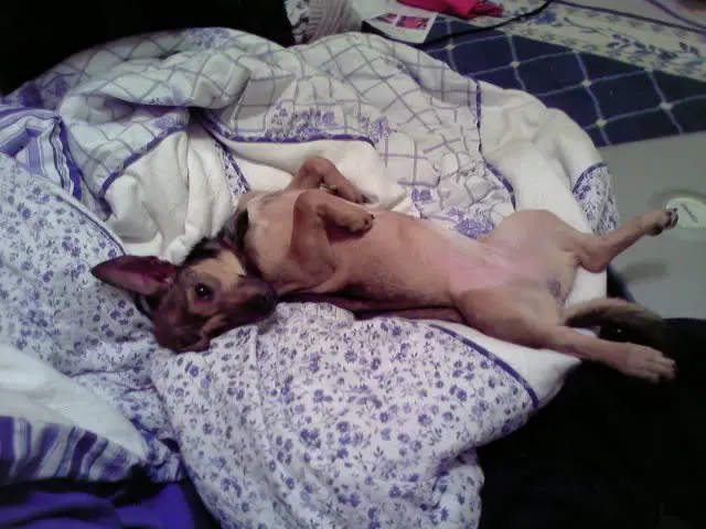 shelby.webp