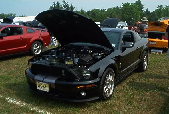 Shelby.webp